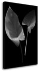 "Floral B - W - 24" By Alan Blaustein, Giclee Print on Gallery Wrap Canvas