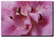 'Lily Abstract' Canvas Art by Kurt Shaffer