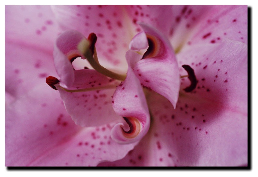'Lily Abstract' Canvas Art by Kurt Shaffer