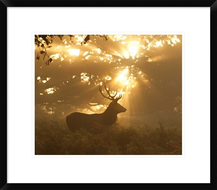 "Ghost Of The Forest" Framed Digital Print by Greg Morgan, 24x21"