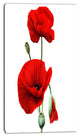 Red Poppies on White Background, Floral Canvas Art Print, 16"x32"