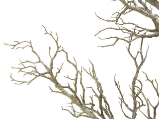 Close-up of branches on white background; cropped view.