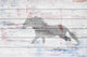 "Grey Horse Trot" Painting Print on White Wood, 24"x16"