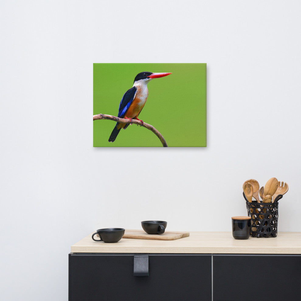 Black Capped Kingfisher Bird on Perch Wildlife Photograph Canvas Wall Art Print, 18" X 24"