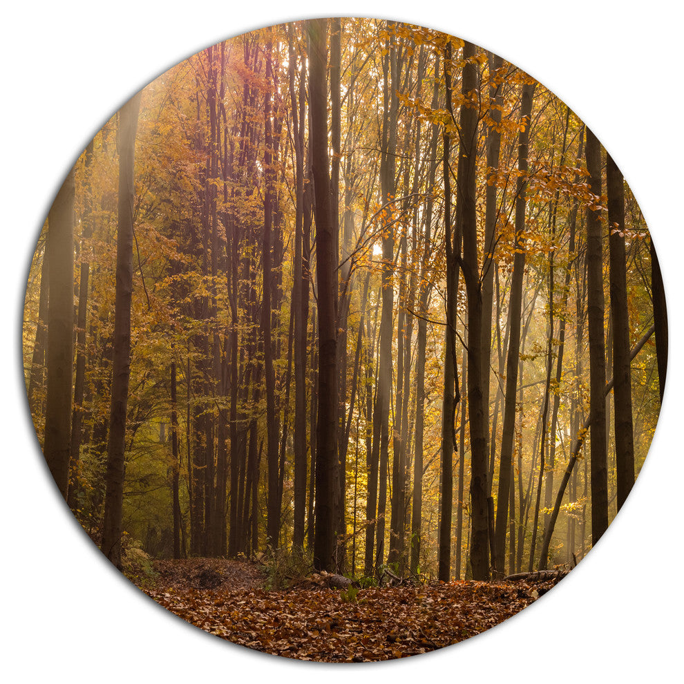 Dense Forest In Rays Of Rising Sun, Forest Disc Metal Wall Art, 11"