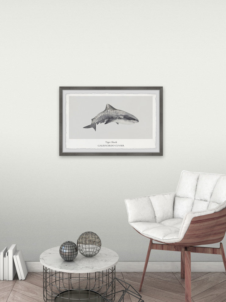 "Galeocerdo Cuvier" Framed Painting Print, 30x20
