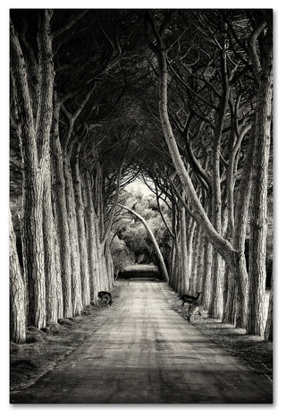 Sandra 'Path' Canvas Art, 16x24