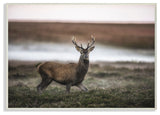 Wild Deer Animal Landscape Photo, 10"x15"