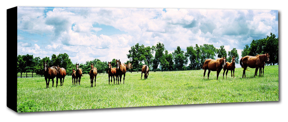 'Kentucky Horse 5' Canvas Art by Preston