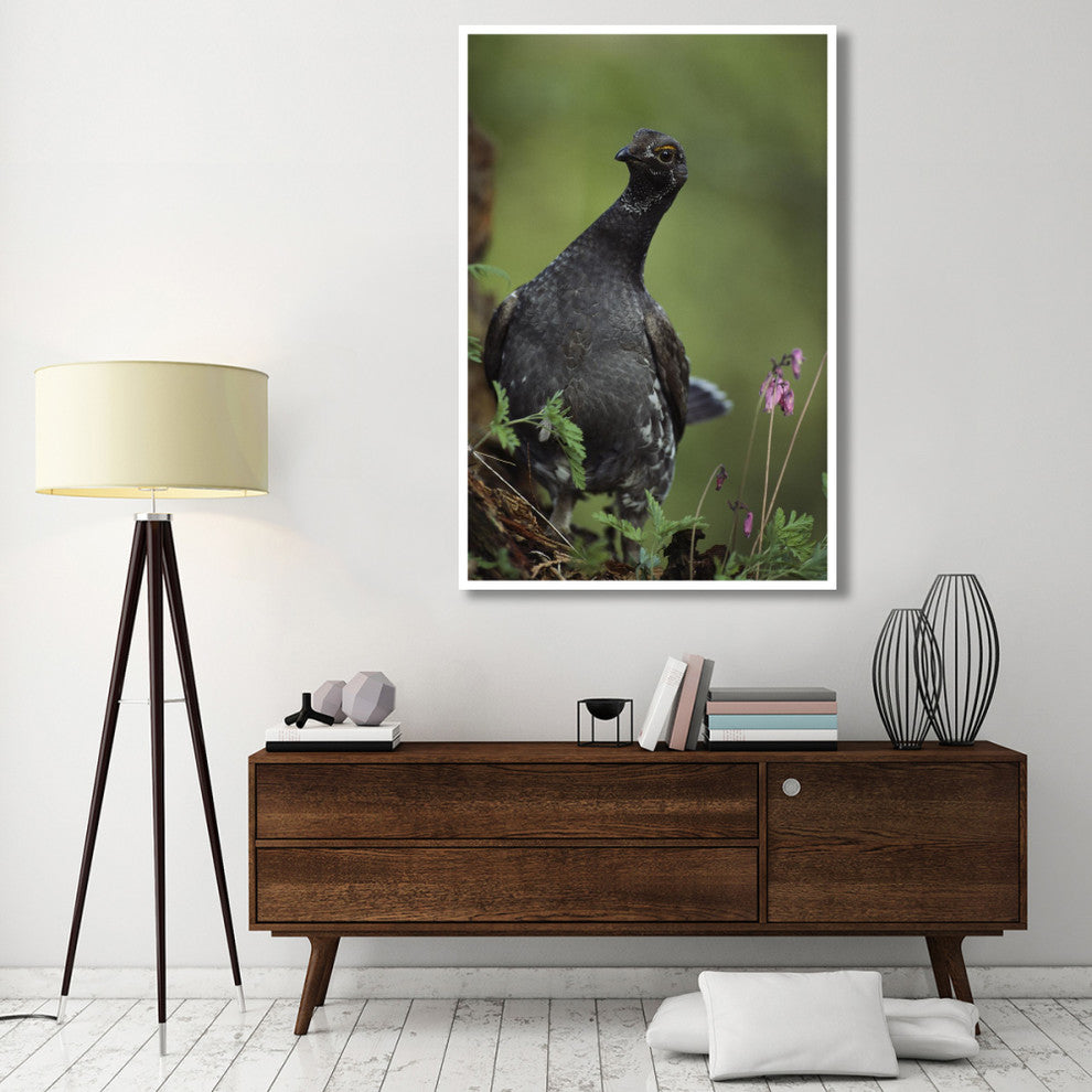 "Blue Grouse, North America" Digital Paper Print by Tim Fitzharris, 42"x62"