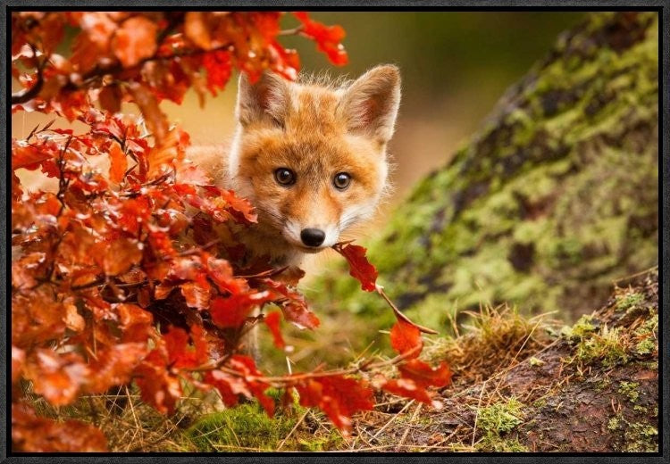 "Fox" Framed Canvas Giclee by Robert Adamec, 23x16"