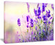 "Purple Lavender Field" Floral Photography Canvas Print, 40"x30"