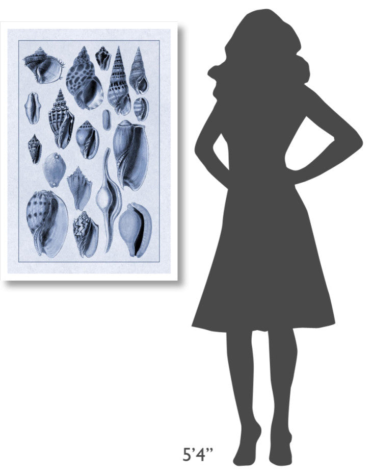 "Shells: Trachelipoda #6 (Blue)" Digital Paper Print by G.B. Sowerby, 26"x38"