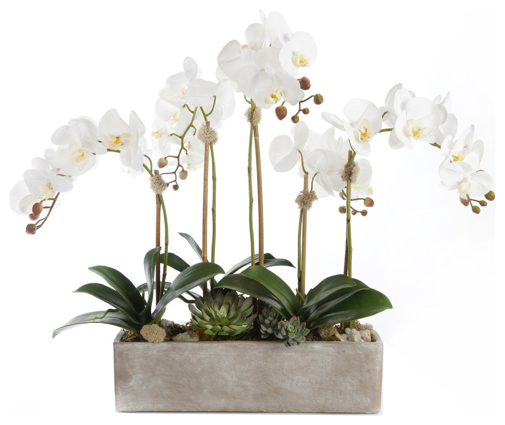 Modern Cream White Orchid Arrangement