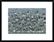 American Avocet Flock Erupting Into Flight, North America, 24"x18"