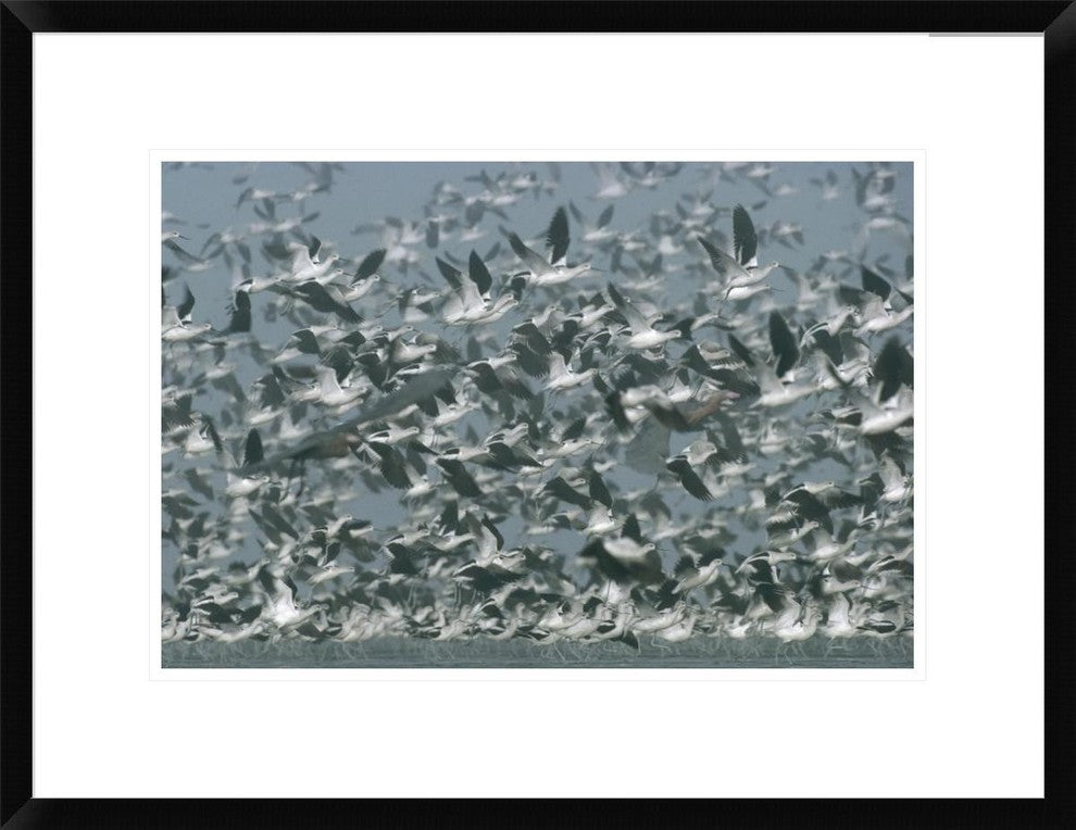 American Avocet Flock Erupting Into Flight, North America, 24"x18"
