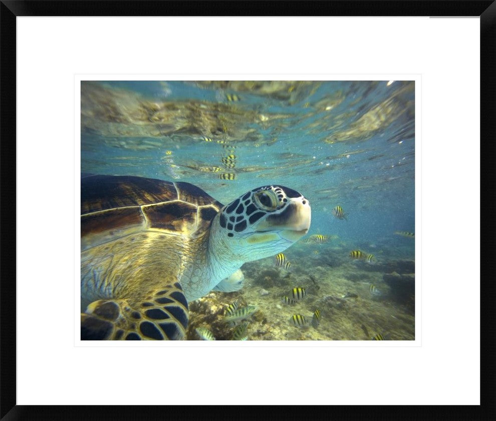 "Green Sea Turtle, Balicasag Island, Philippines"  by Tim Fitzharris, 24x20"