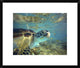 "Green Sea Turtle, Balicasag Island, Philippines"  by Tim Fitzharris, 24x20"