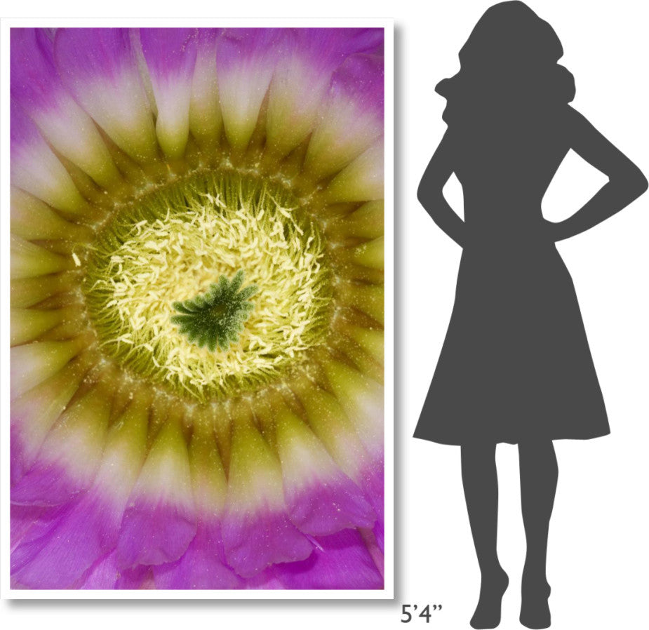 "Lace Hedgehog Cactus flower, Red Corral Ranch" Paper Art, 42"x62"