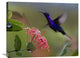 "Violet Sabre-Wing Male Hummingbird Feeding At Flower, Costa Rica" Artwork
