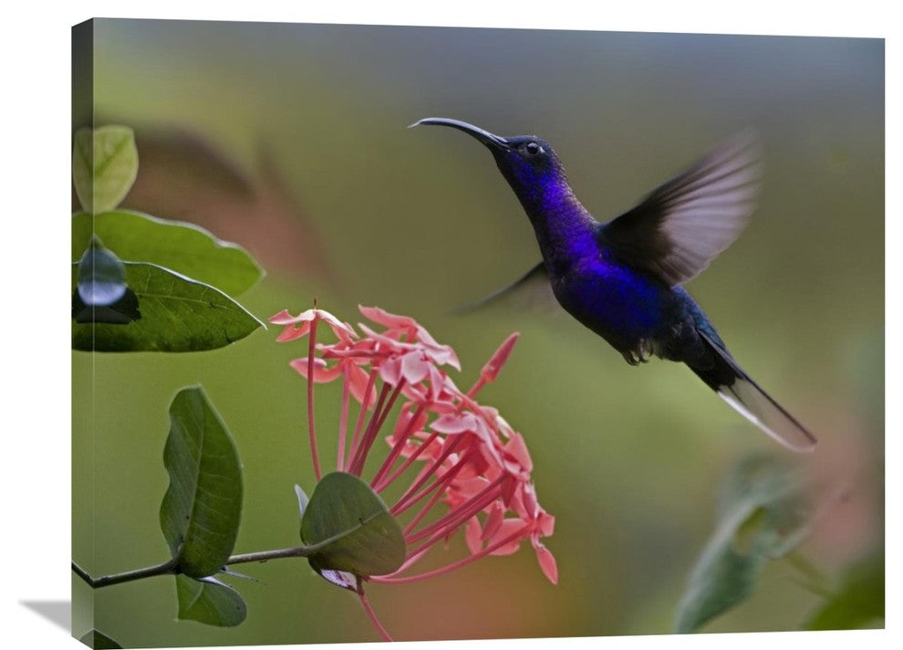 "Violet Sabre-Wing Male Hummingbird Feeding At Flower, Costa Rica" Artwork