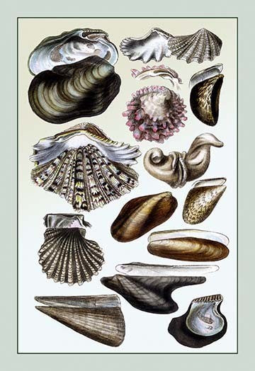 Shells: Monomyaria #1- Gallery Wrapped Canvas Art 28" x 42"