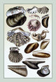 Shells: Monomyaria #1- Gallery Wrapped Canvas Art 28" x 42"