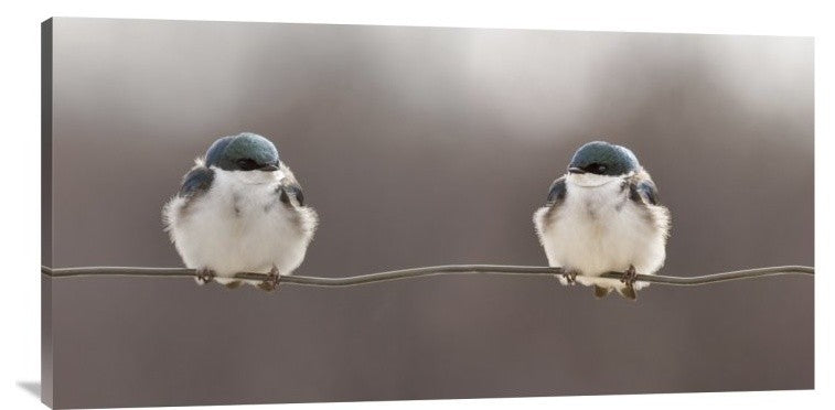 "Birds On A Wire" Stretched Canvas Giclee by Lucie Gagnon, 36x18"