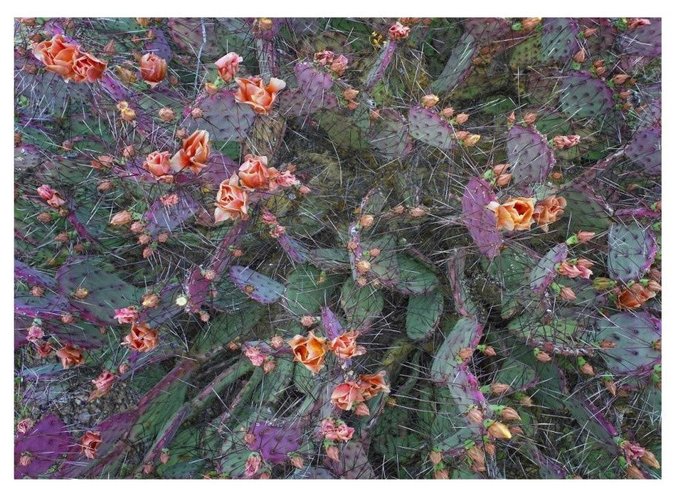 "Opuntia flowering, North America" Paper Print by Tim Fitzharris, 32"x23"