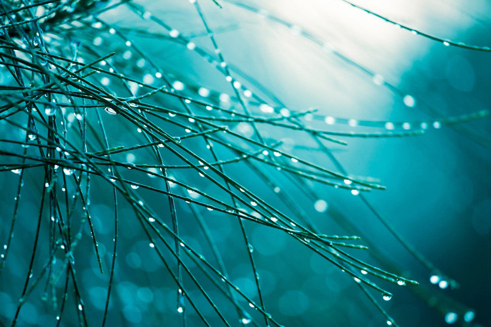 "Dew Delicacy" Painting Print on Wrapped Canvas