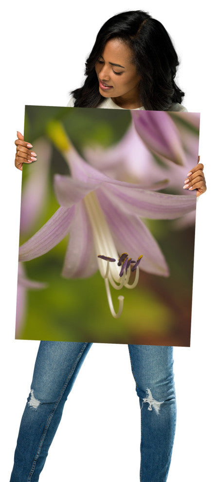 Close-up Hosta Bloom Nature Photography, Floral Unframed Wall Art Print, 18" X 24"