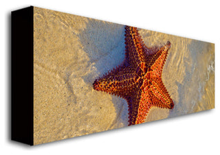 'Starfish' Canvas Art by Preston