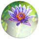 Huge Purple Lotus On Green Background, Flower Round Wall Art, 23"