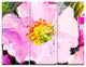 "Pink Flower Oil Painting" Metal Wall Art, 3 Panels, 36"x28"