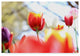 Incredi ''Red And Purple'' Canvas Art, 19"x12"