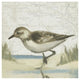 "Beach Bird IV" Digital Paper Print by James Wiens, 20"x20"