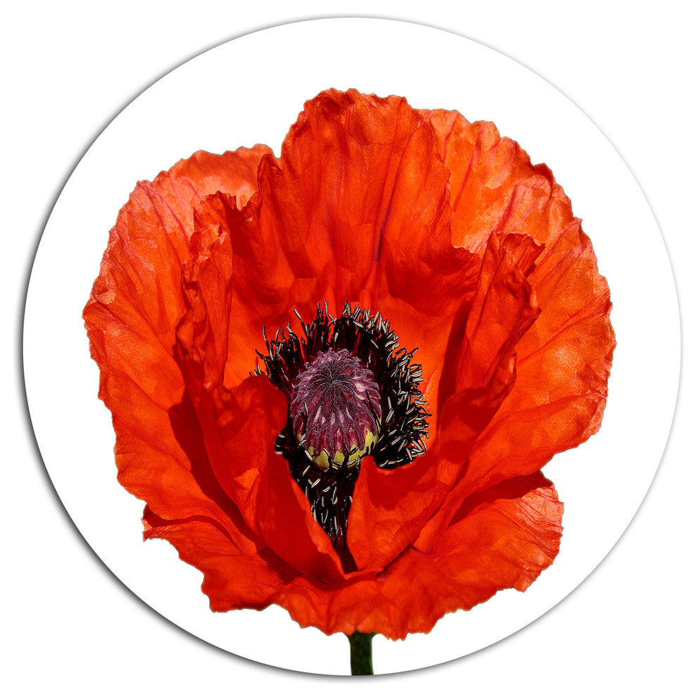 Red Poppy Blossom Close-Up, Modern Floral Round Metal Wall Art, 23"