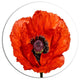 Red Poppy Blossom Close-Up, Modern Floral Round Metal Wall Art, 23"