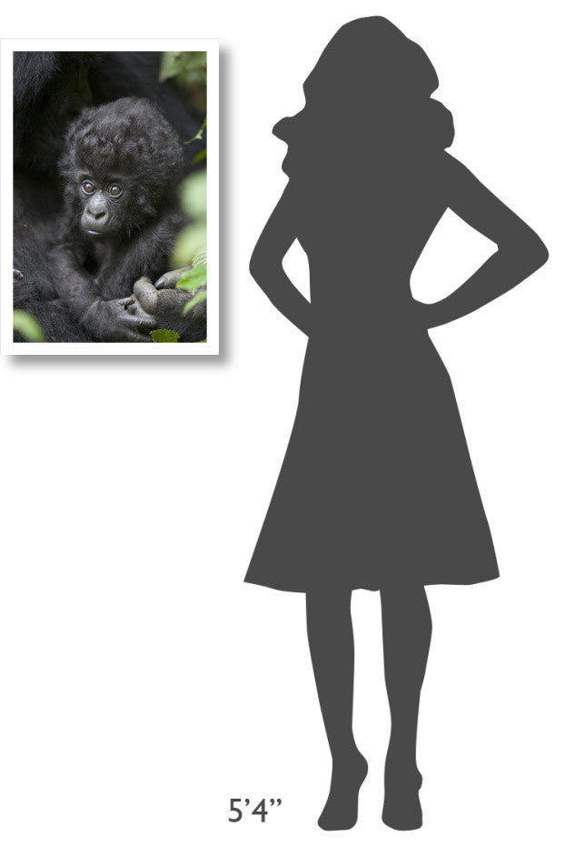 "Gorilla infant, endangered, Parc National Des Volcans" Paper Art, 18"x26"