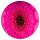 Macro Photo Of Gerbera Flower, Flowers Round Wall Art, 11"