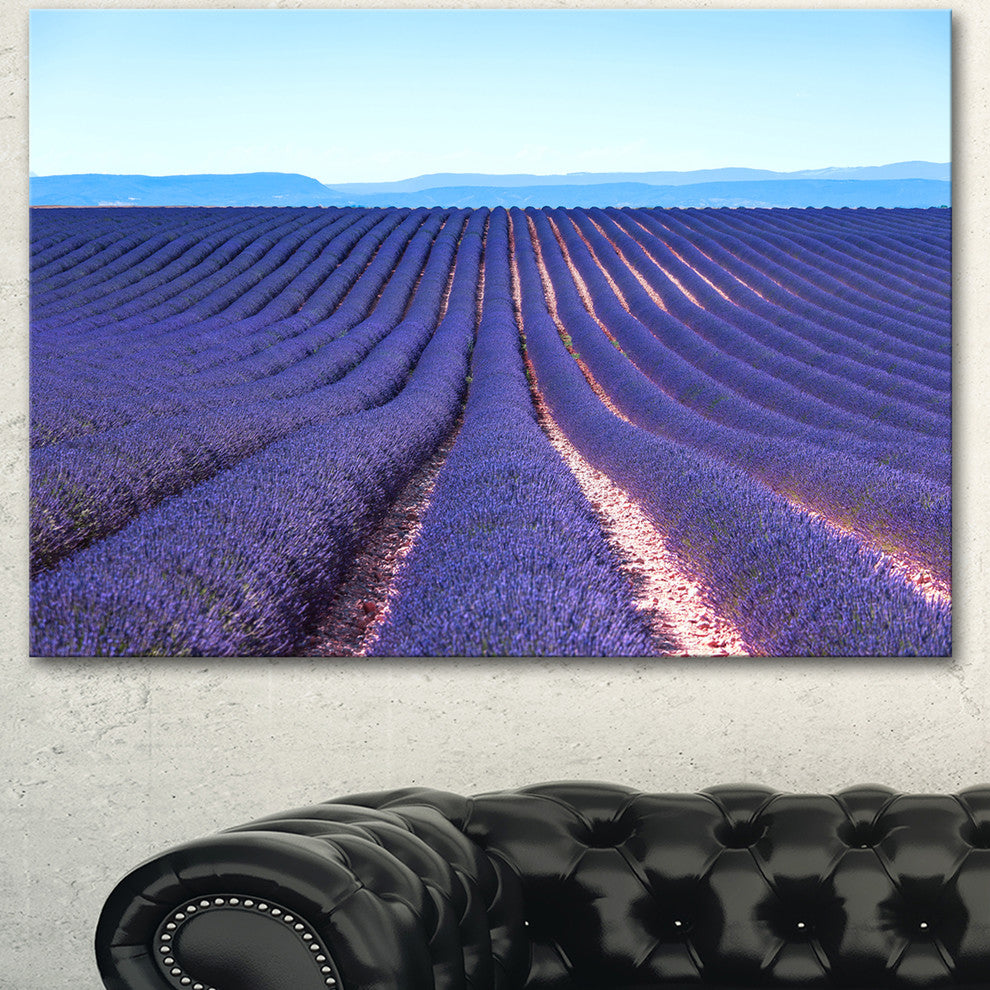 Endless Rows of Lavender Flowers, Floral Canvas Art print, 40"x30"