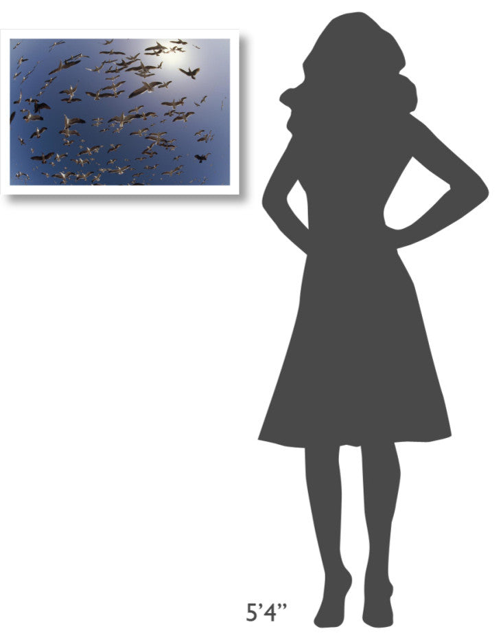 "Western Gulls flying, North America" Paper Print by Tim Fitzharris, 26"x18"