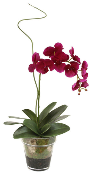 WaterlookÂ® Violet Phaleanopsis Orchid with Whip Grass