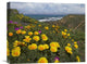 "California Poppy Field, Montano De Oro State Park, California" Artwork