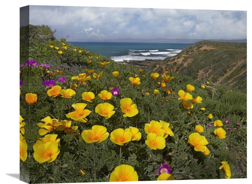 "California Poppy Field, Montano De Oro State Park, California" Artwork