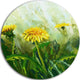 Dandelion Flowers, Floral Large Disc Metal Wall Art, 23"