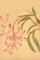 Laelia Autumnalis - Gallery Wrapped Canvas Art 28" x 42"