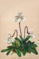 Thai Lady Slipper Orchid; Cypripedioidea - Gallery Wrapped Canvas Art 28" x 42"