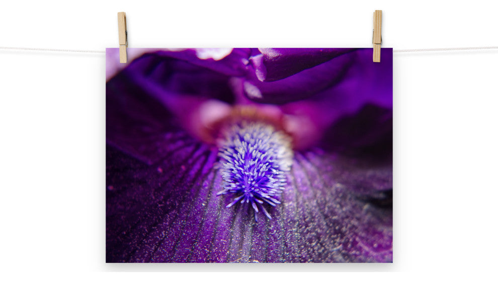 Eye of Iris Nature Photography, Floral Unframed Wall Art Print, 12" X 16"
