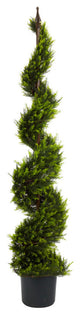 5' Cypress Spiral Tree